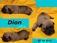 Dion1