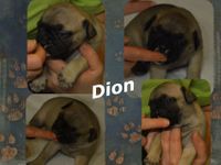 Dion2